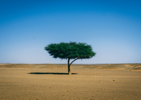 lonely tree