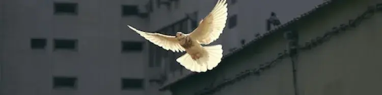 peaceful dove